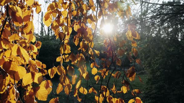 Slow motion shot of autumn leaves falling alt