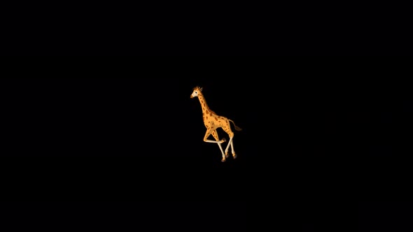 Little baby giraffe runs back and forth alpha matte extreme long shot 4K