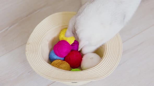 White Cat Plays with Colorful Yarn in a Straw Hat