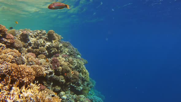 Many Fish Swim Among Corals in the Red Sea Egypt alt