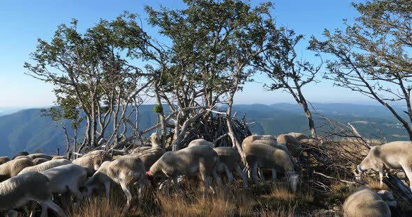 The Mont Aigoual, Gard department, the Occitan, France. Group of sheeps grazing in the field. alt