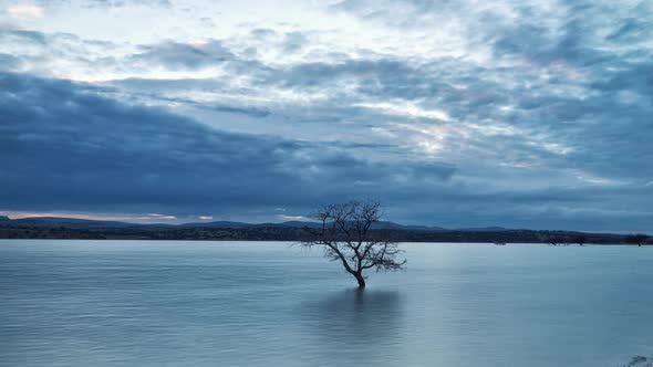 Timelapse  The tree