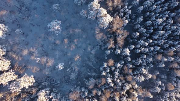 Huge Expanses of Snowcovered Pine Forest After Snowfall on a Bright Sunny Day