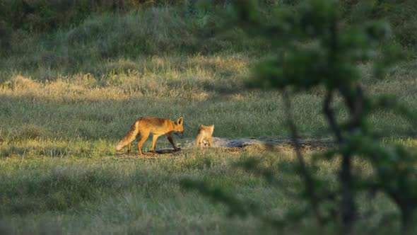 Vixen red fox with baby cub run over grassy opening to their den; slowmo alt