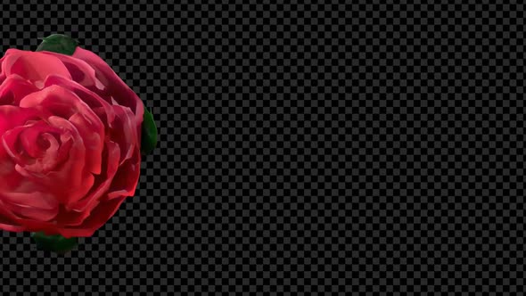 Slow Opening Red Rose Flower Blooming