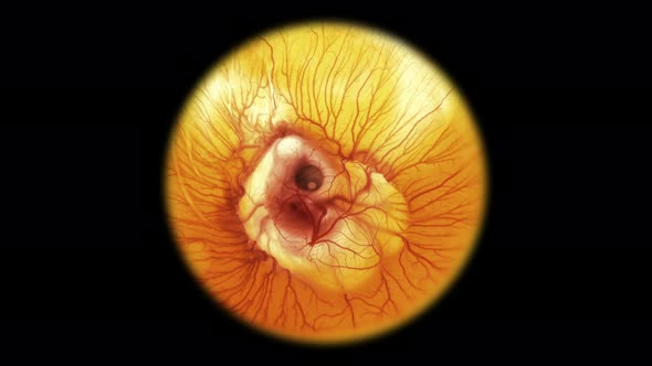 Heartbeat and Movement of Blood Through the Vessels of a Chicken or Quail Embryo in an Egg alt