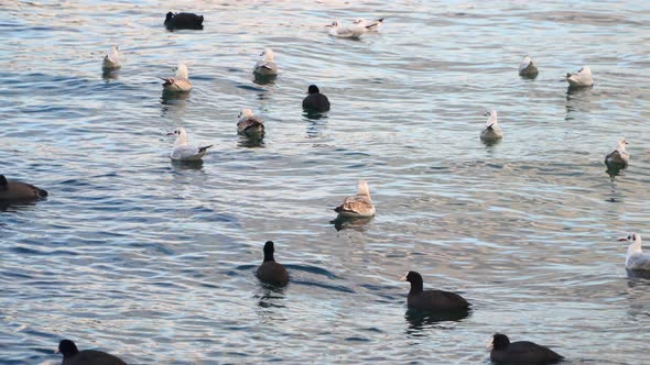 Seagulls and Ducks Swim In the Sea