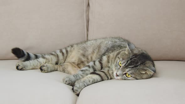 A Cat Licks Himself on the Couch alt