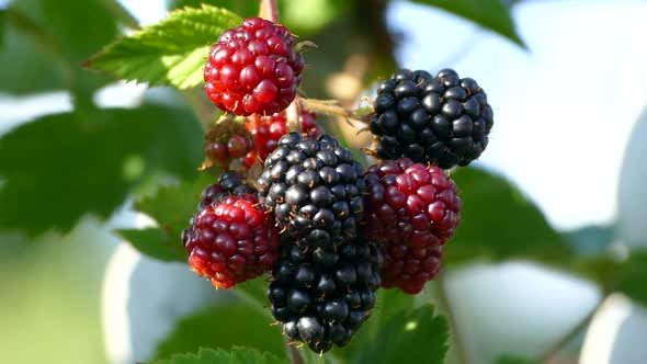 Blackberries Ripen on a Lush Bush