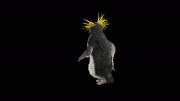 80 Penguin Dancing 4K alt