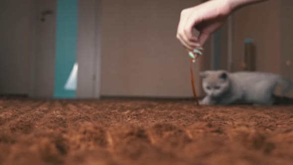 Scottish Gray Fluffy Cute Kitten Runs After the Ribbon to the Camera in Slow Mo alt