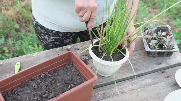 Elderly Woman Caucasian Ethnicity Prepares Plant for Transplanting Wooden Table Outdoors alt