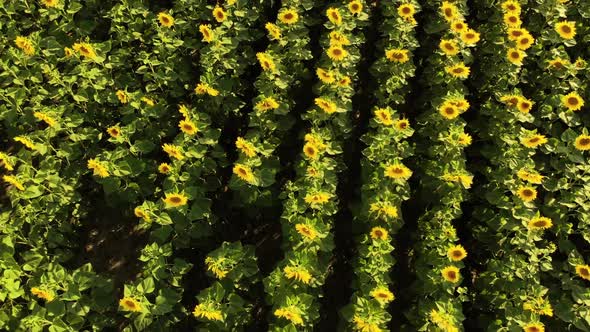 Field with Blooming Sunflowers alt