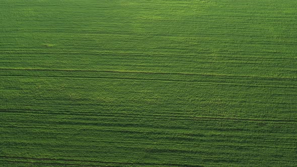 Top View of the Sown Green in Belarus alt