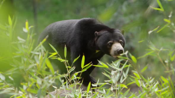 sun bear deep in the jungle turns and walks away alt