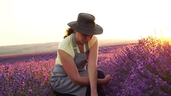 The Lavender Farm, Harvesting. Full blooming. A woman farmer in the field. Lavender production alt
