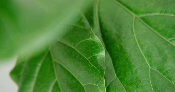 Macro Panning Down Shot of a Green Leaf alt