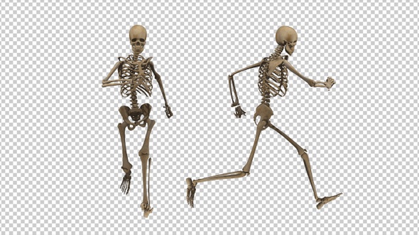 Running Human Skeleton (2-Pack)