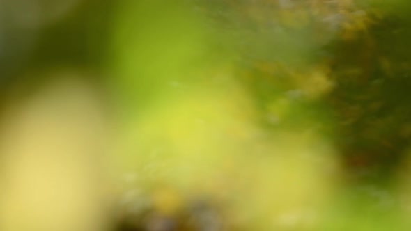 Autumn leaves on the branches of a tree. alt