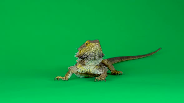 Lizards Bearded Agama or Pogona Vitticeps Isolated at Green Background in Studio. alt