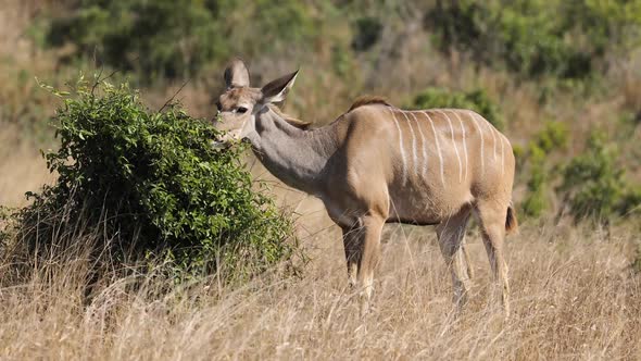 Feeding Kudu Antelope alt