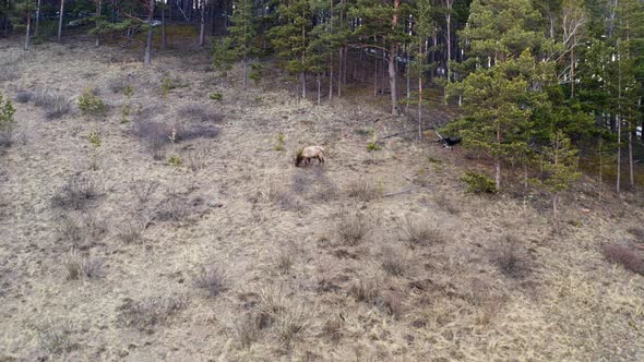 Aerial View of a Male Red Deer on a Mountainside in the Forest