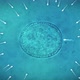 Sperm and egg fertilization - VideoHive Item for Sale