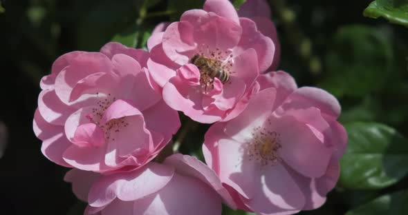 Closeup Bee on Pink Flower Collecting Nectar in Morning Light alt