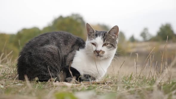 Felis catus domesticated animal resting outdoor in the field slow-mo  1080p HD footage - Domestic ca alt