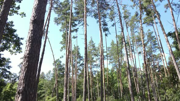 Trees in the Forest During the Day alt