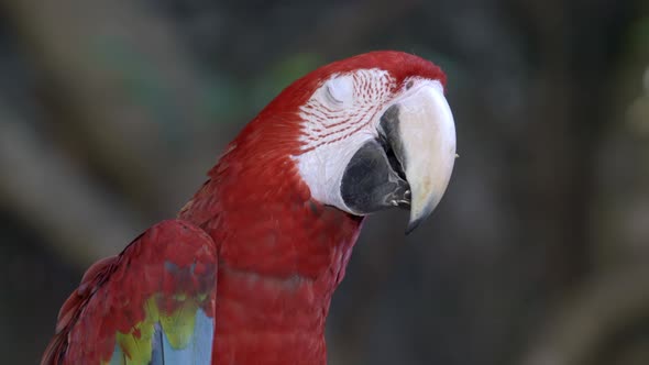 scarlet macaw or ara macao