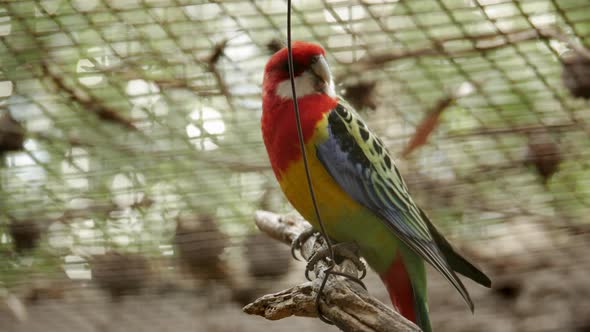 Colourful Eastern Rosella located in a wildlife sanctuary in Australia. LOCKED DOWN SHOT alt