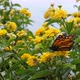 Butterfly on a yellow flower, close-up shot - VideoHive Item for Sale