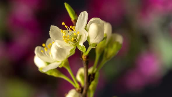 Plum Blossom Timelapse on Black