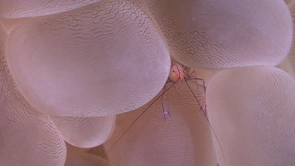 Bubble coral shrimp hiding between bubbles of a bubble coral on a tropical reef. alt