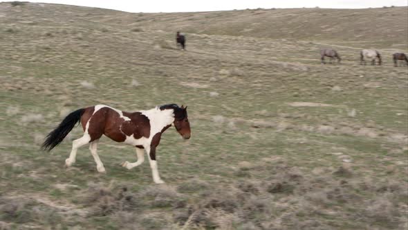 Wild horse slowly running towards another that tries to kick it in the head. alt
