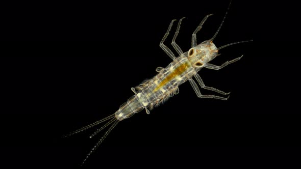 Mayfly Larva Under the Microscope alt