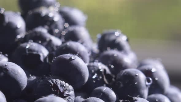 Close Up Blueberry with Water Drops Rotating Background. Lot of Ripe Blueberries Close Up. Organic alt
