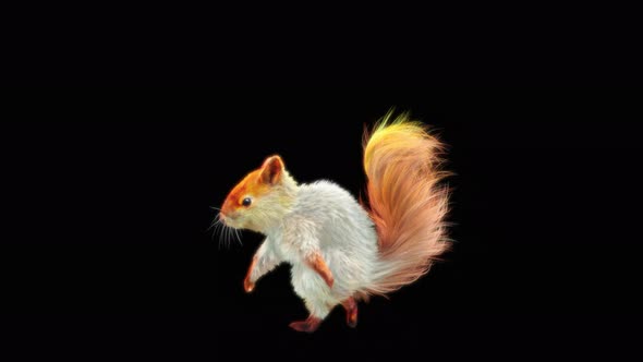 66 White Squirrel Dancing 4K alt