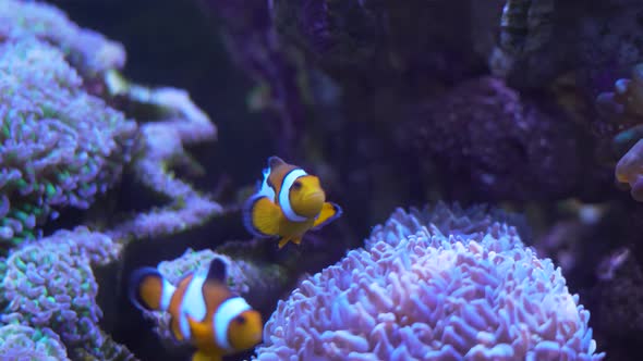 Anemone and clown fish in underwater  swimming in aquarium.