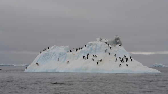 Adelie Penguins on the Iceberg in Antarctica