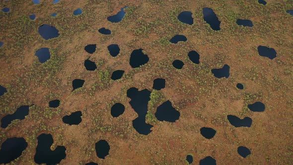 Flying Over Wild Nature with Huge Swamp at Sunny Summer Day alt