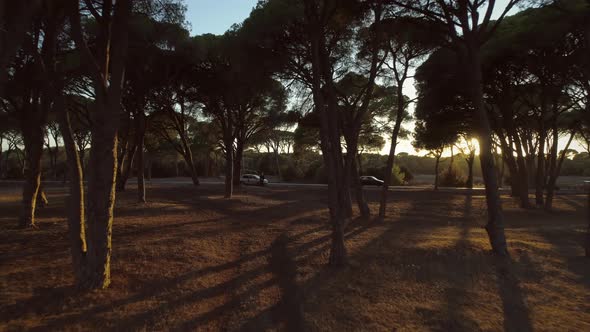 Aerial view of a man flying drone through the trees at sunset in Greece. alt