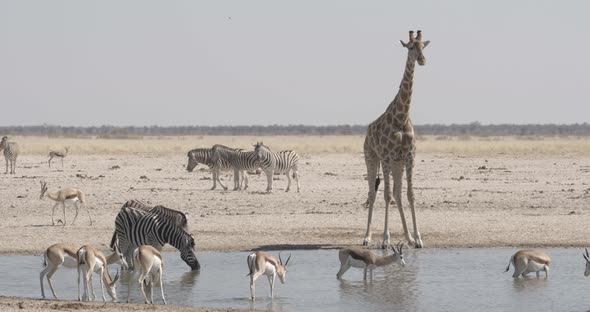 Giraffe Kneeling Down to Drink