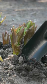 Gardener Hands Digging with Shovel Around Crown Imperial or Fritillaria Imperialis Flower alt