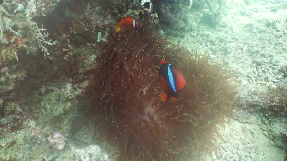 Clownfish Anemonefish in Anemone alt
