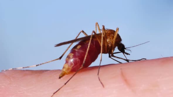 Mosquito 00001