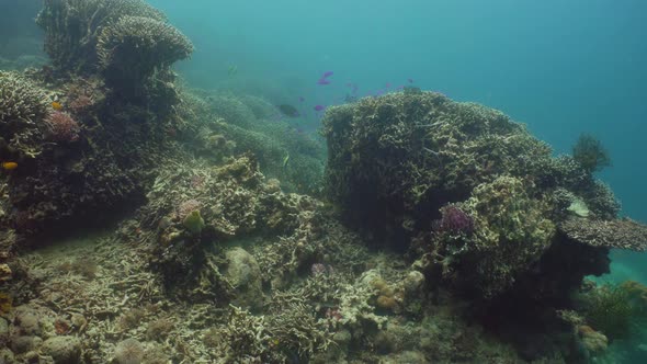 The Underwater World of a Coral Reef alt