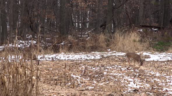 Two whitetail does feeding in a snowy field alt