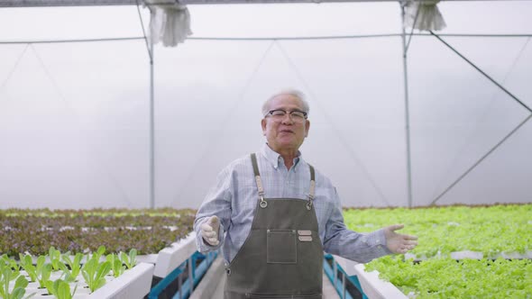 Hydroponics farm organic fresh harvested vegetables concept